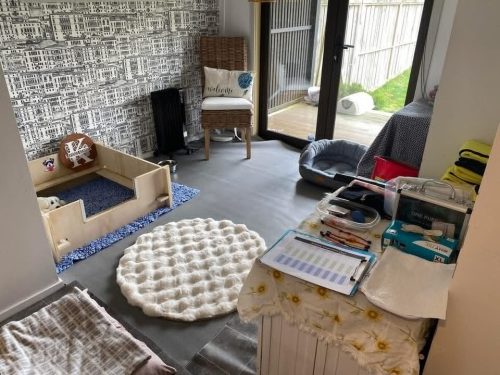 Our new whelping room